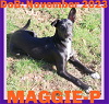 adoptable Dog in  named MAGGIE-PIERCE