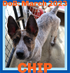 adoptable Dog in  named CHIP