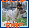 adoptable Dog in sebec, ME named CHIP - $400