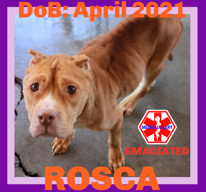 adoptable Dog in Sebec, ME named ROSCA