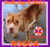 adoptable Dog in , ME named ROSCA
