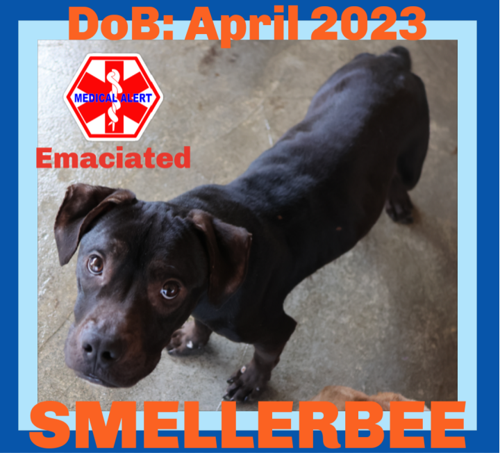 adoptable Dog in Sebec, ME named SMELLERBEE