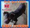 adoptable Dog in , ME named SMELLERBEE - $250