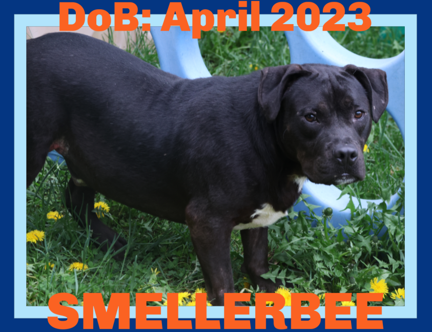 adoptable Dog in Sebec, ME named SMELLERBEE - $200