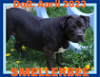 adoptable Dog in sebec, ME named SMELLERBEE - $200
