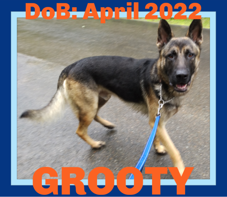 adoptable Dog in Sebec, ME named GROOTY