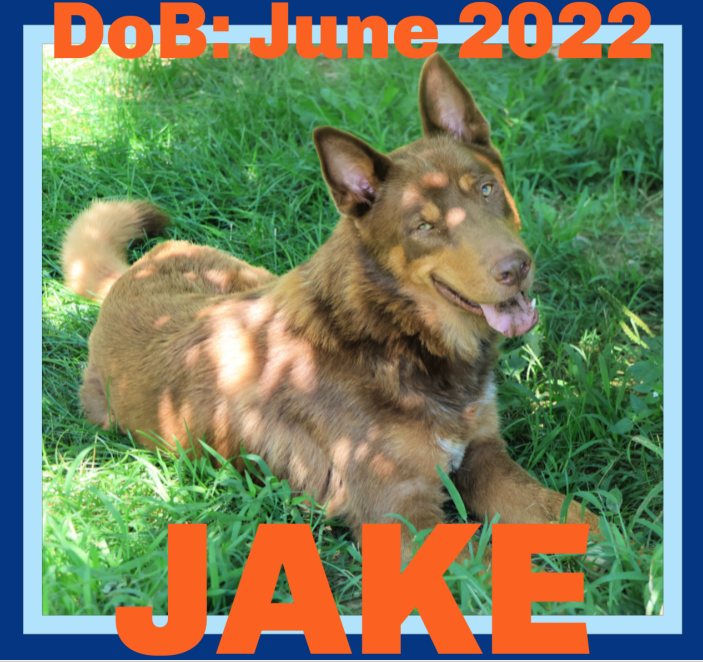 adoptable Dog in Sebec, ME named JAKE