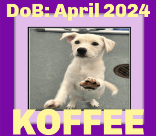 KOFFEE - Pending Adoption