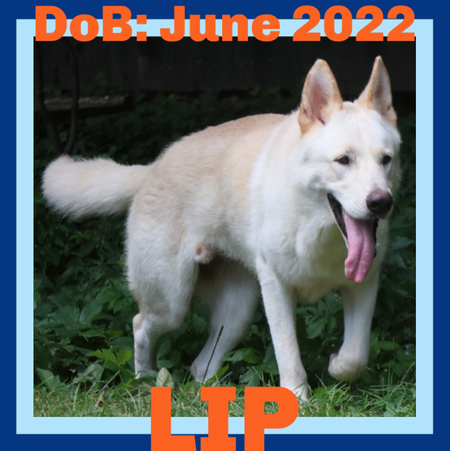 adoptable Dog in Sebec, ME named LIP