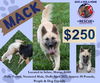 adoptable Dog in Sebec, ME named MACK - $250