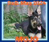 adoptable Dog in Sebec, ME named MOJO