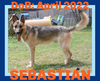 adoptable Dog in Sebec, ME named SEBASTIAN