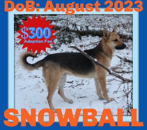 SNOWBALL - $300