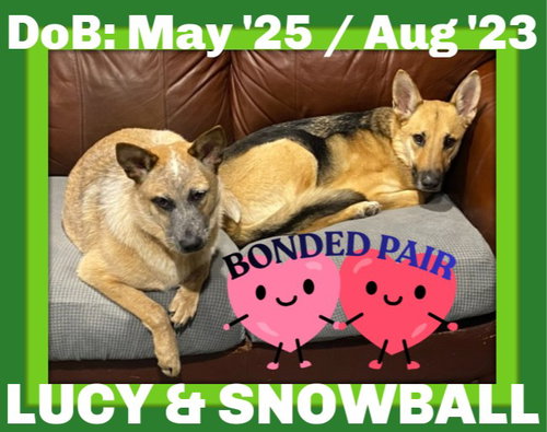 Snowball bonded with LUCY