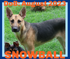 adoptable Dog in Sebec, ME named SNOWBALL