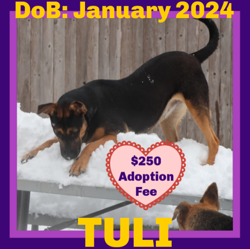 TULI - $250