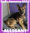 adoptable Dog in  named ALLISANT