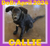 adoptable Dog in  named CALLIE