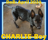 adoptable Dog in  named CHARLIE-Boy