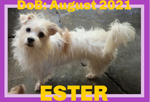 ESTER