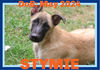 adoptable Dog in  named STYMIE