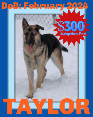 TAYLOR - $300