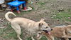 WILLOW-Boy - $300