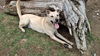 WILLOW-Boy - $300