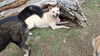 WILLOW-Boy - $300