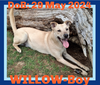 WILLOW-Boy