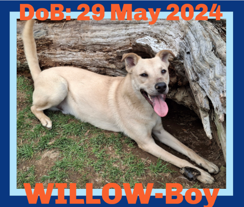 WILLOW-Boy