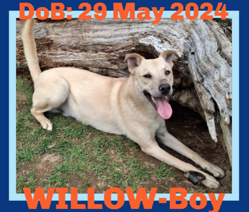 WILLOW-Boy