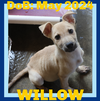 WILLOW-Boy