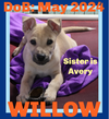 adoptable Dog in  named WILLOW-Boy