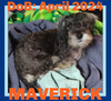 MAVERICK - Adoption Pending