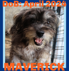 MAVERICK - Adoption Pending