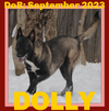 DOLLY