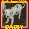 DAISY