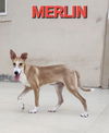 MERLIN