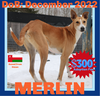 MERLIN - $300