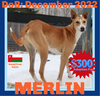 MERLIN