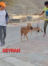 GEYRAN - Front Leg Amputee