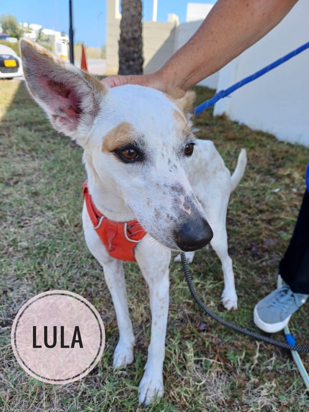 LULA