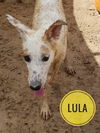 LULA