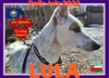 LULA - Fostered in New Hampshire