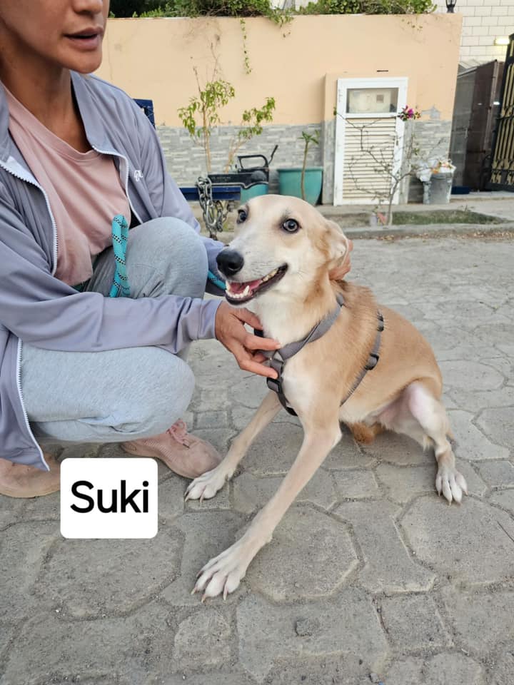 SUKI