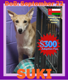 SUKI - $300