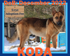 KODA - $250