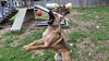 KODA - $250