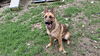 KODA - $250